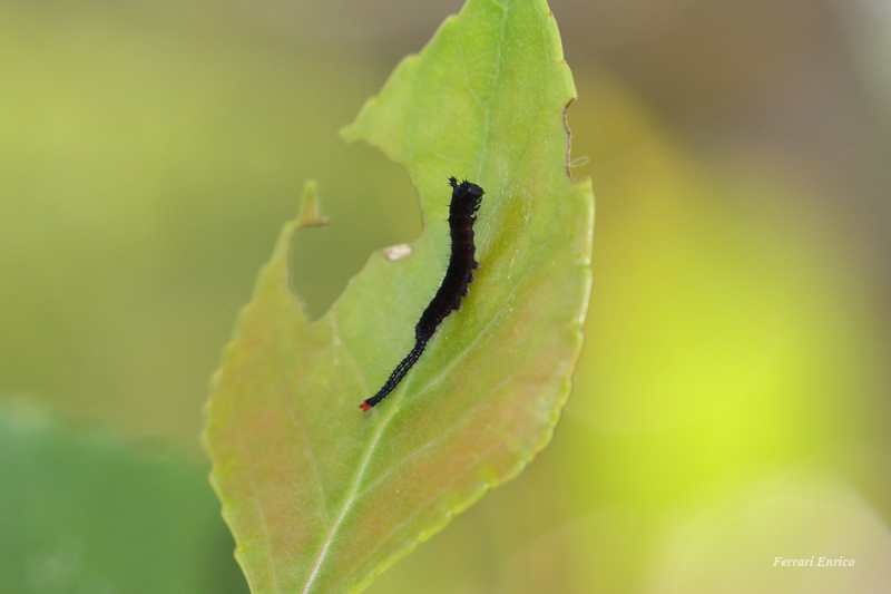 Cerura vinula!